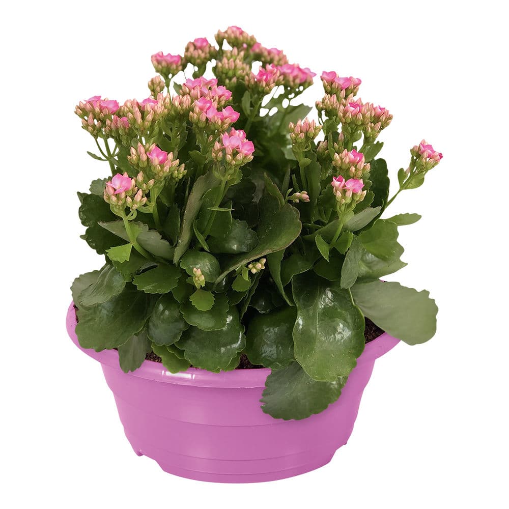 Kalanchoe