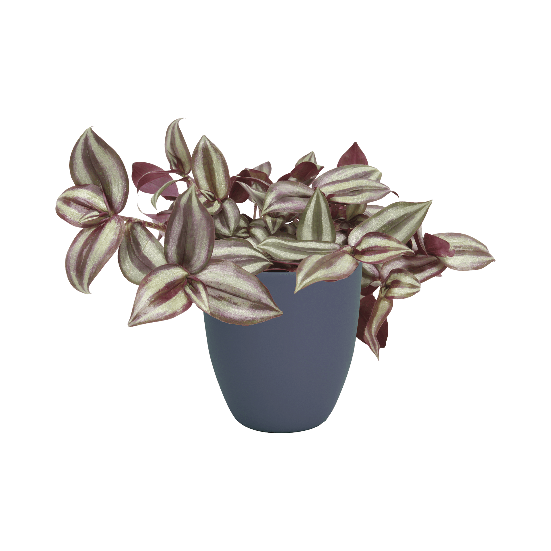 Plante exotique