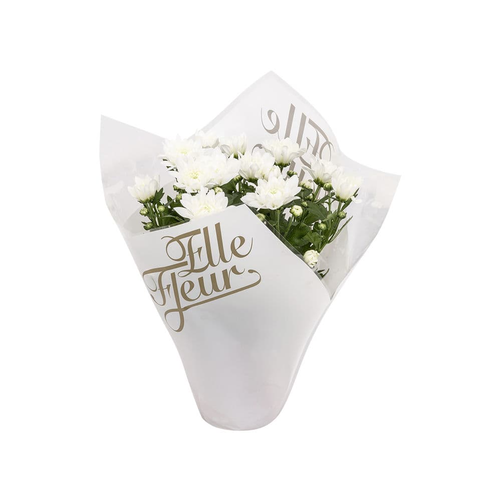 Chrysanthème