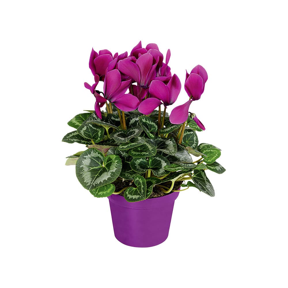 Cyclamen
