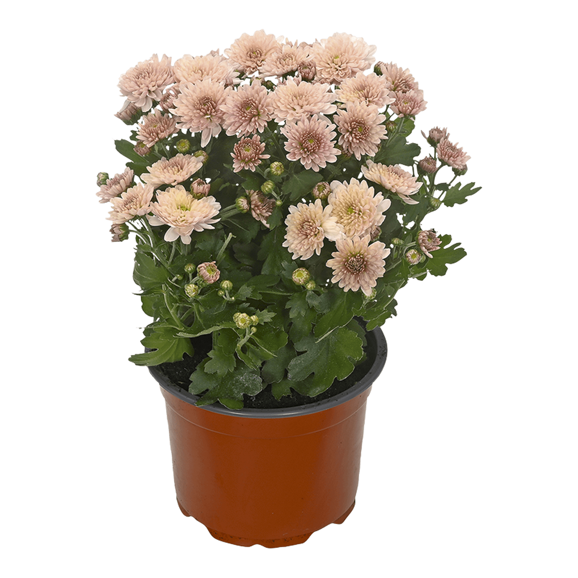 Chrysanthème Multifleurs
