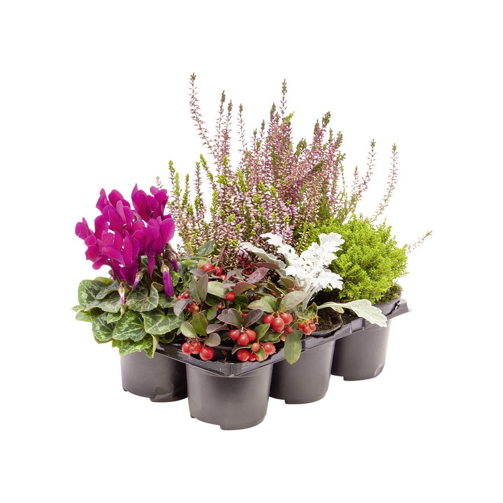 Pack de 6 plantes "jardin d'automne"