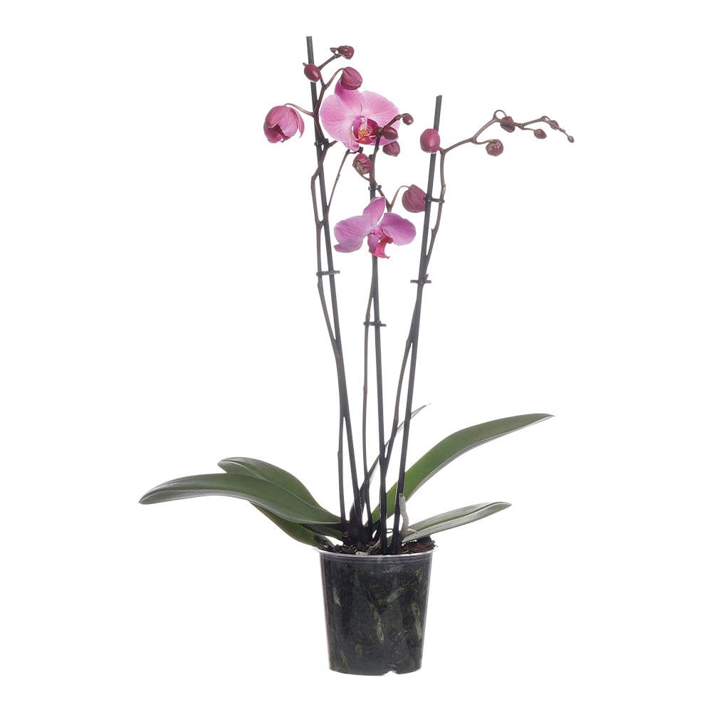 Orchidée 3 branches