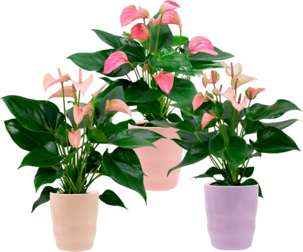Anthurium + Cache Pot Céramique