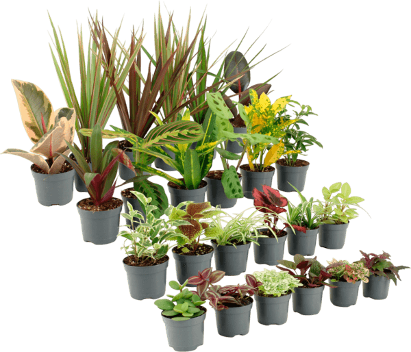 Mini Plantes Vertes