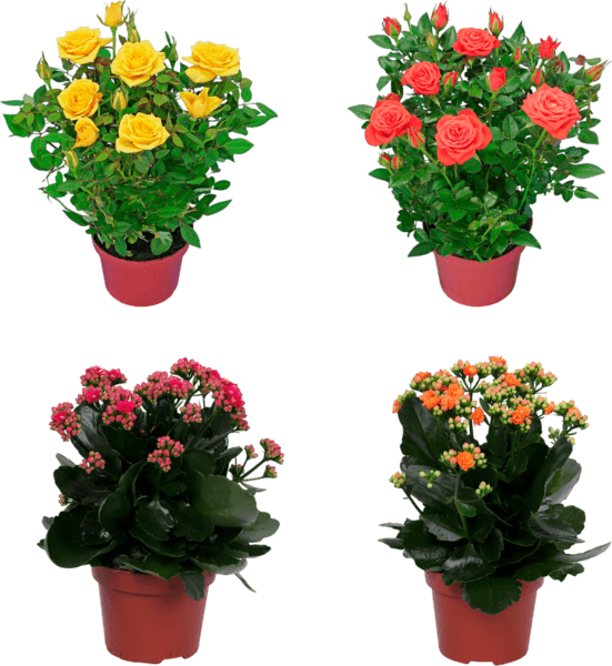 Plantes Fleuries