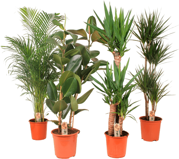 Plantes Vertes
