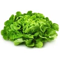 Salade Feuille De Chene Blonde