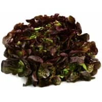 Salade Feuille De Chene Rouge