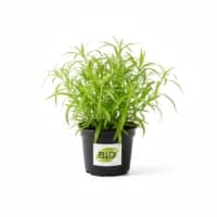 Estragon Bio