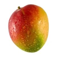 Mangue Murie Sur Arbre
