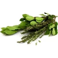 Thym Laurier