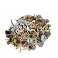 Champignons Chanterelles Gris