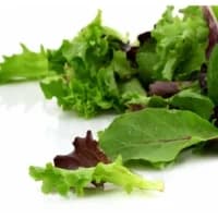 Salade Jeunes Pousses