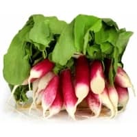 Radis Roses