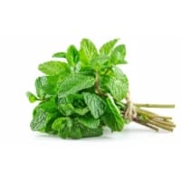 Menthe