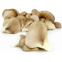 Champignons Pleurote