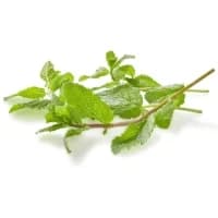 Menthe A Mojito