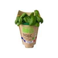 Basilic En Pot Bio