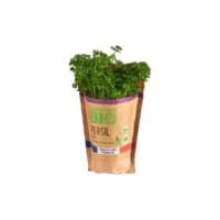 Persil Frise En Pot Bio