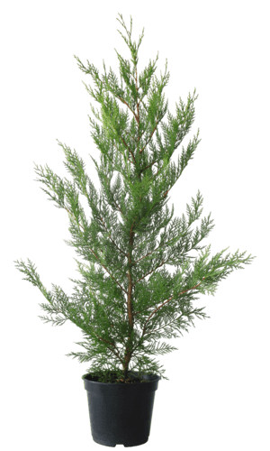 Cyprès de Leyland "Cupressocyparis Leylandii"