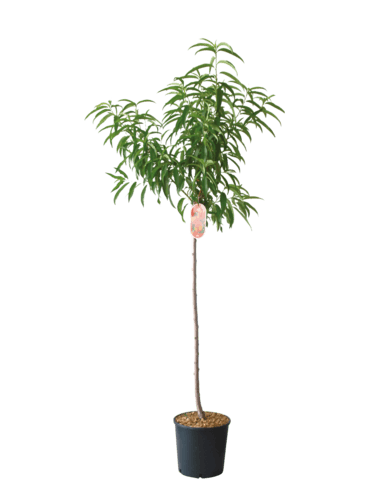 Arbre Fruitier Demi-Tige