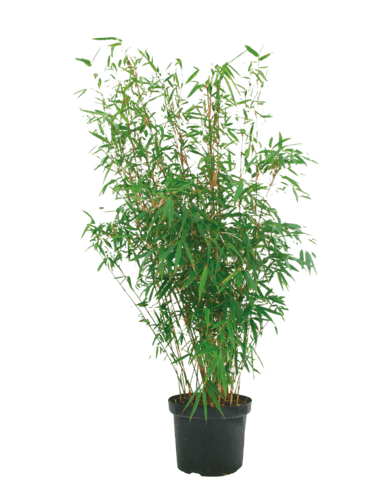 Bambou "Phyllostachys Aurea"