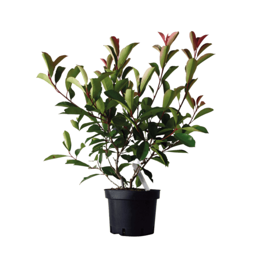 Photinia "Fraseri Red Robin"