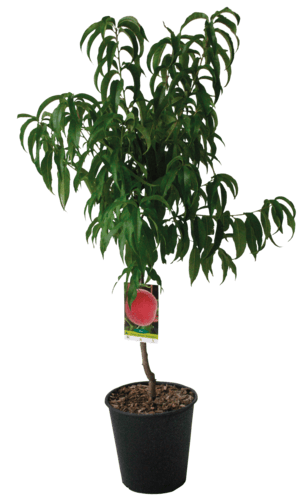 Arbre Fruitier Quenouille