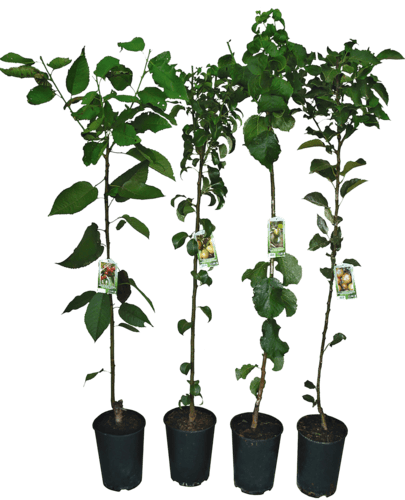 Arbre Fruitier Scion