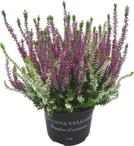 Bruyère Calluna Bicolore ou Unicolore