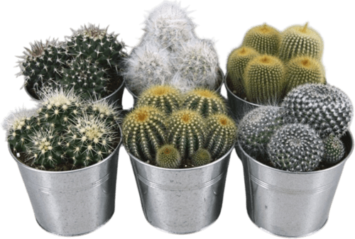 Cactus