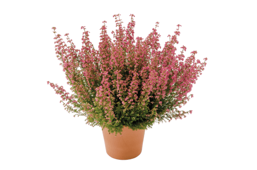 Bruyère Gracilis