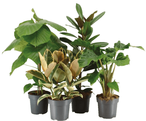 Plante Verte