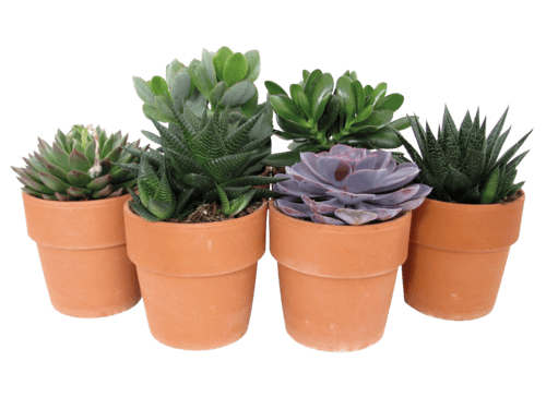 Plante Grasse Succulente