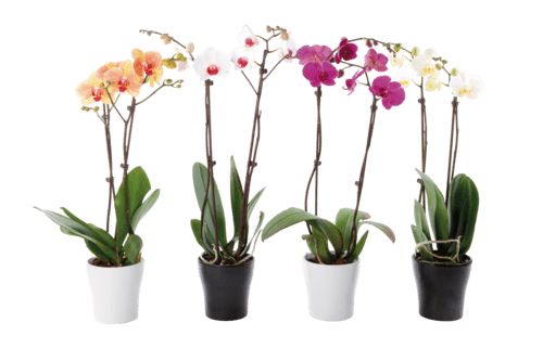 Orchidée Phalaenopsis