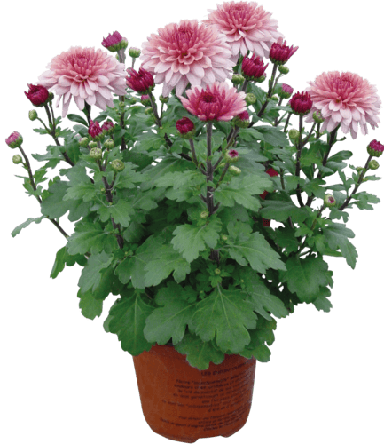 Marguerite D'automne