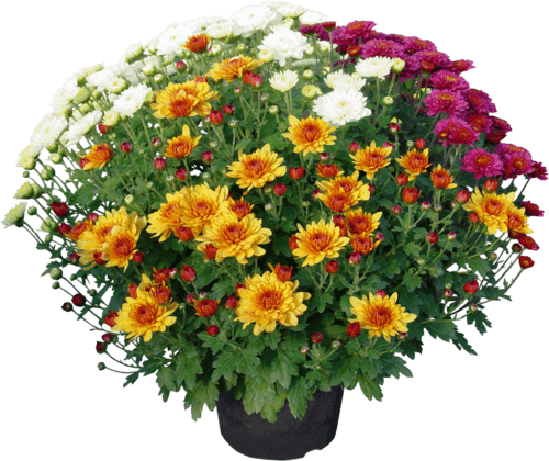 Chrysanthème Pomponnette Tricolore ou Unicolore