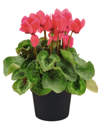 Cyclamen