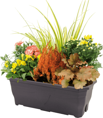 Jardinière Composée D'automne