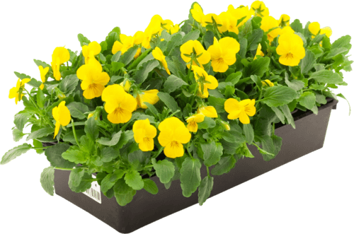 Pensées à Petites Fleurs "Viola Cornuta"