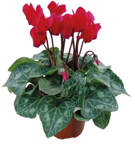 Mini Cyclamen