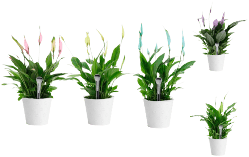 Spathiphyllum Couleur Pot 12cm Avec Ceramique