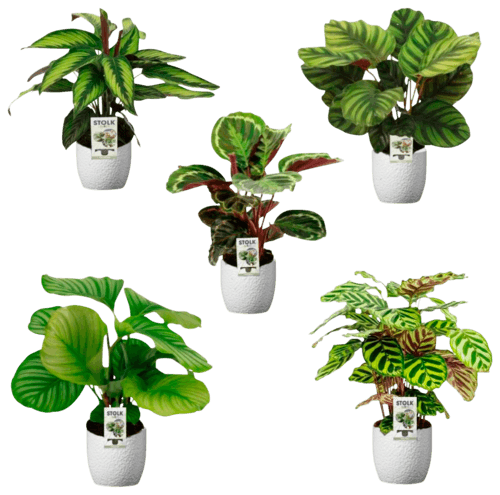 Calathea Varies Pot 14cm Avec Ceramique