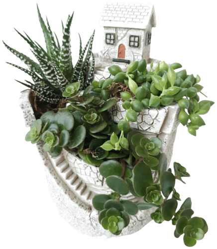 Composition de 3 Succulentes