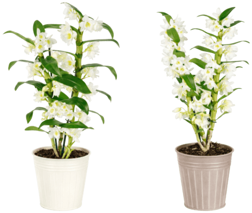 Dendrobium 2 Tiges Pot 12 Avec Pot Zinc