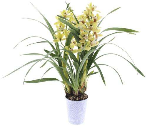 Cymbidium 2/3 Branches Avec Cache Pot Zinc