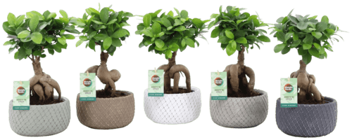 Ficus Ginseng Coupe Beton 16cm