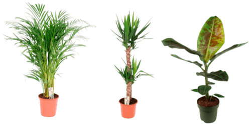Plantes vertes pot de 24 cm