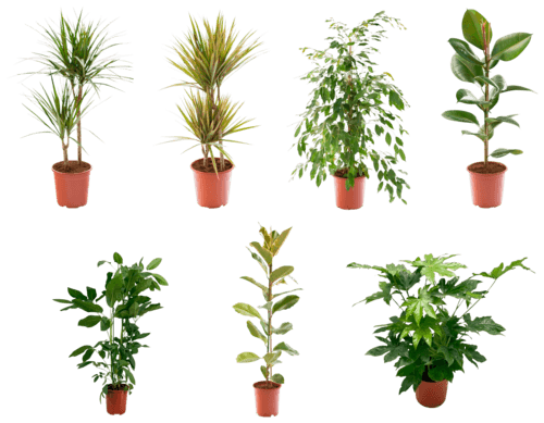 Plantes vertes pot de 21cm avec couvre pot